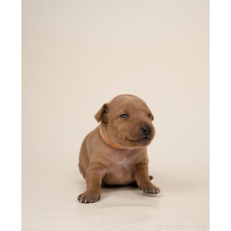 販売中の山梨県のミニチュアピンシャー(ミニピン)-443906の4枚目