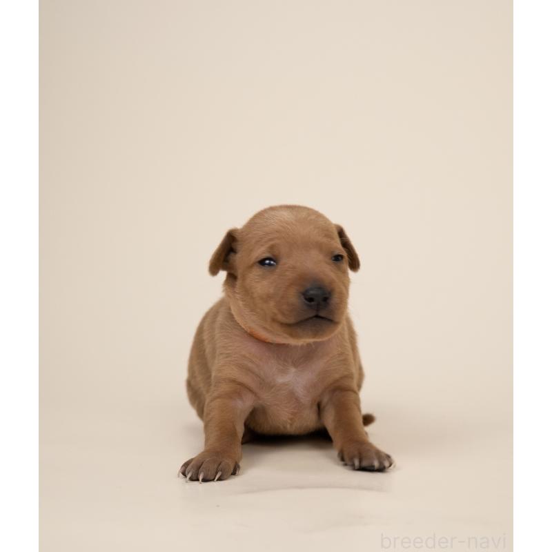 販売中の山梨県のミニチュアピンシャー(ミニピン)-443906の3枚目