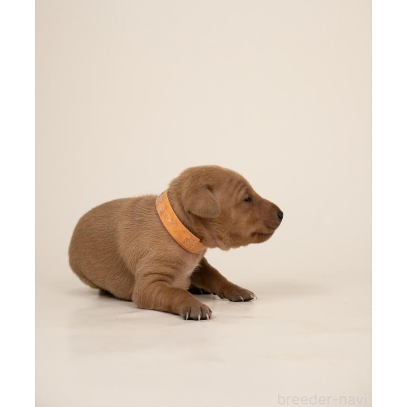 販売中の山梨県のミニチュアピンシャー(ミニピン)-443906の2枚目