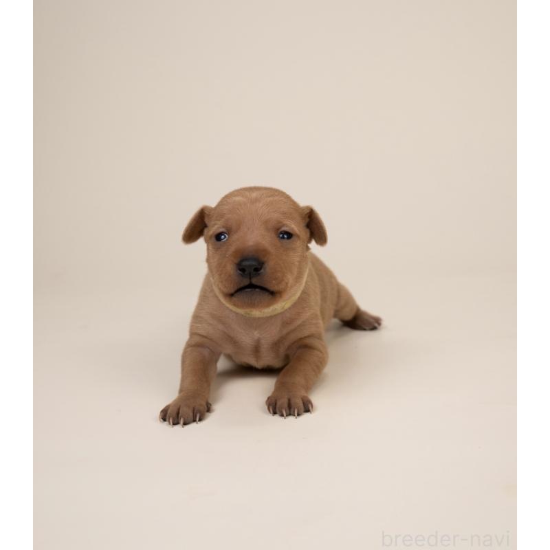 販売中の山梨県のミニチュアピンシャー(ミニピン)-443907の5枚目