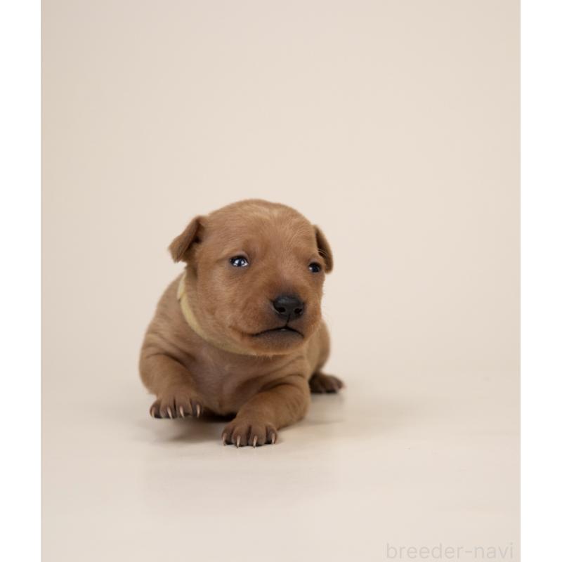 販売中の山梨県のミニチュアピンシャー(ミニピン)-443907の4枚目