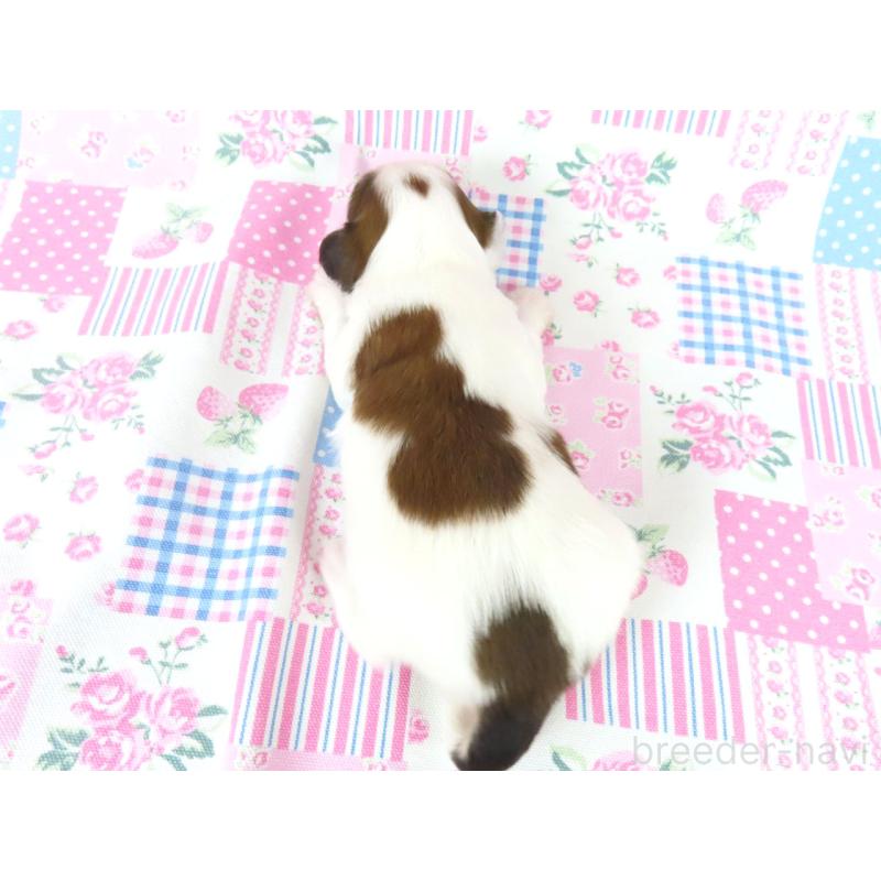 販売中の千葉県のパピヨン-443909の5枚目