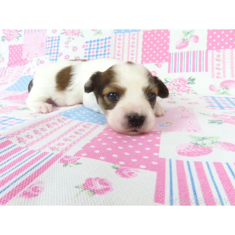 販売中の千葉県のパピヨン-443909の4枚目