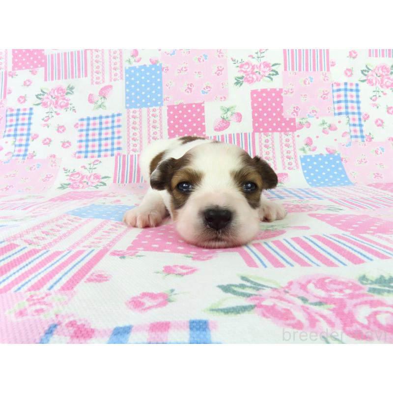 販売中の千葉県のパピヨン-443909の2枚目