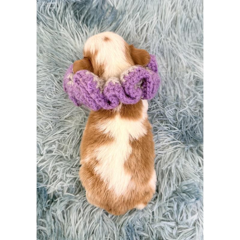 販売中の埼玉県のキャバリアキングチャールズスパニエル-443910の5枚目