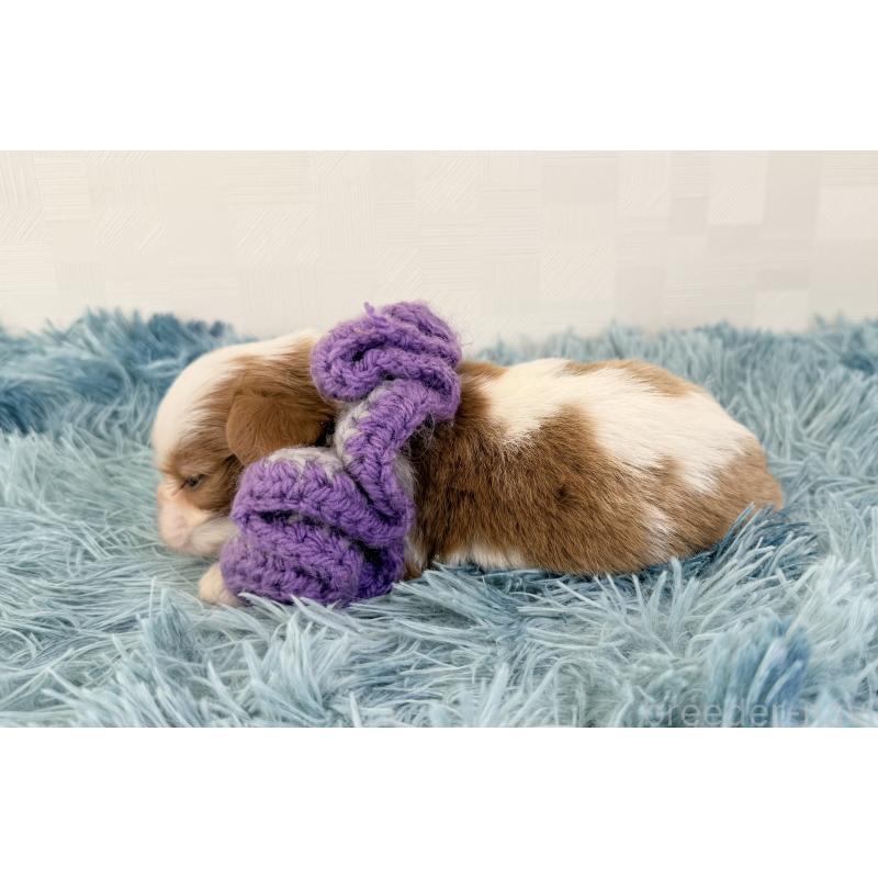 販売中の埼玉県のキャバリアキングチャールズスパニエル-443910の4枚目