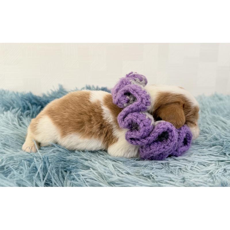 販売中の埼玉県のキャバリアキングチャールズスパニエル-443910の3枚目