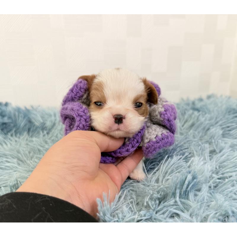 販売中の埼玉県のキャバリアキングチャールズスパニエル-443910の2枚目