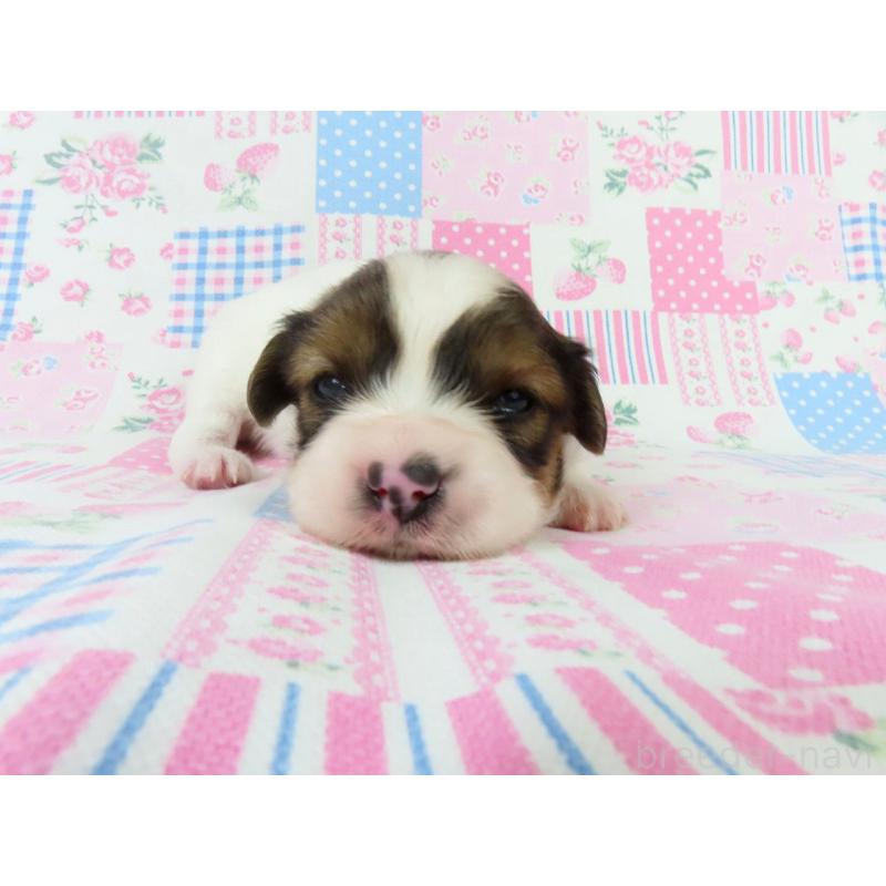 販売中の千葉県のパピヨン-443911の3枚目