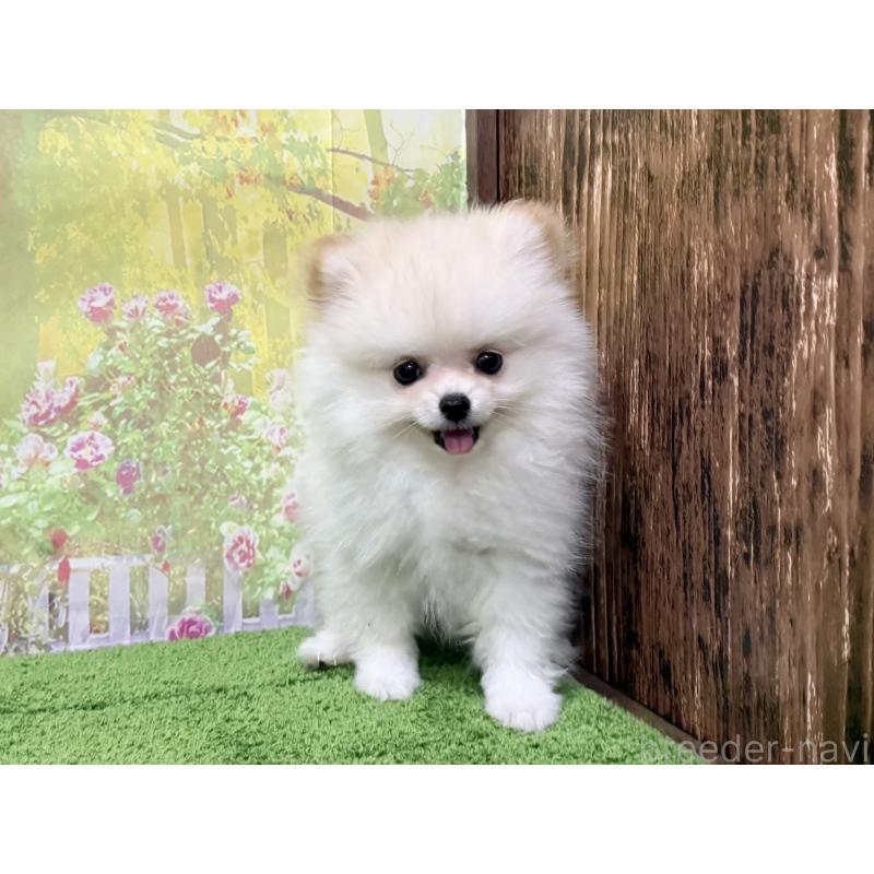 販売中の埼玉県のポメラニアン-443912の6枚目