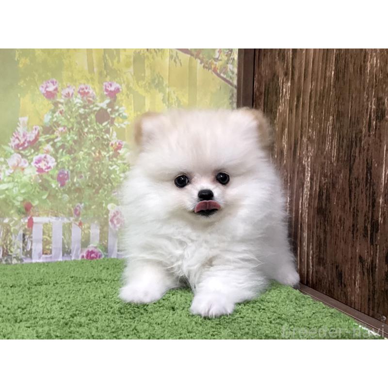 販売中の埼玉県のポメラニアン-443912の4枚目