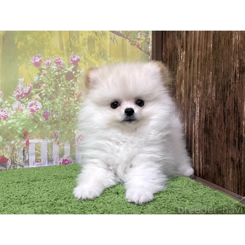 販売中の埼玉県のポメラニアン-443912の3枚目