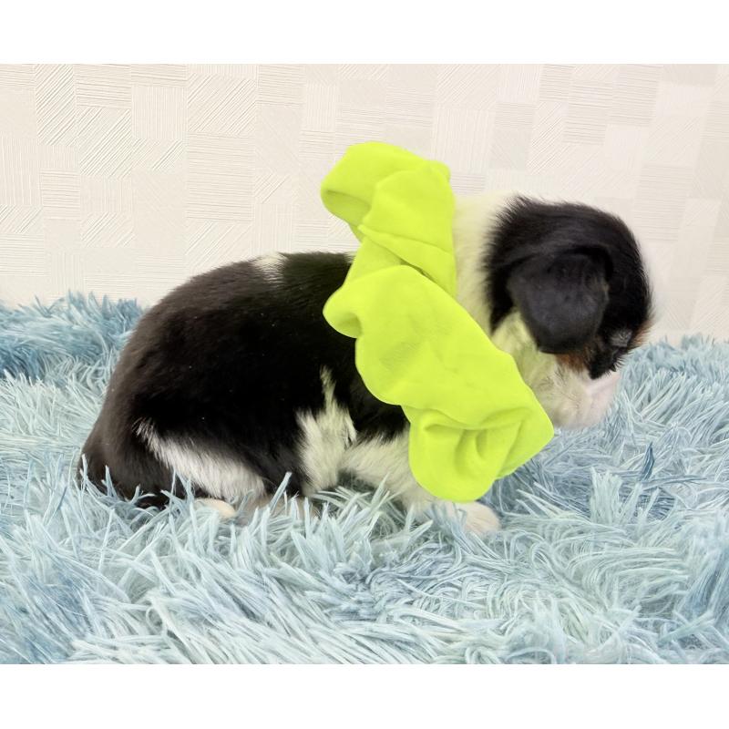 販売中の埼玉県のキャバリアキングチャールズスパニエル-443913の5枚目