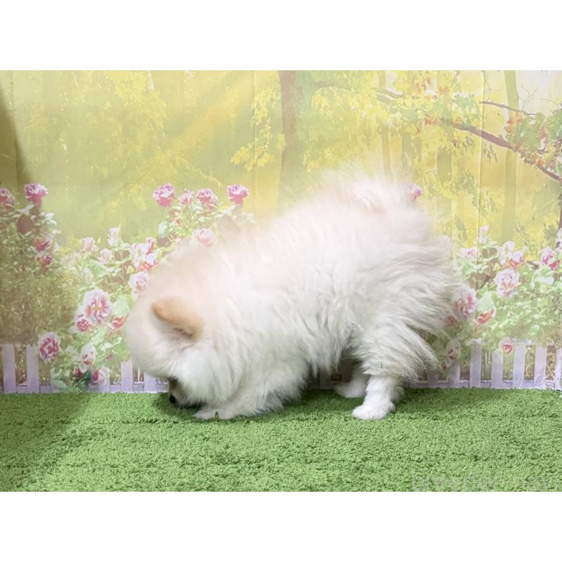 販売中の埼玉県のポメラニアン-443912の2枚目