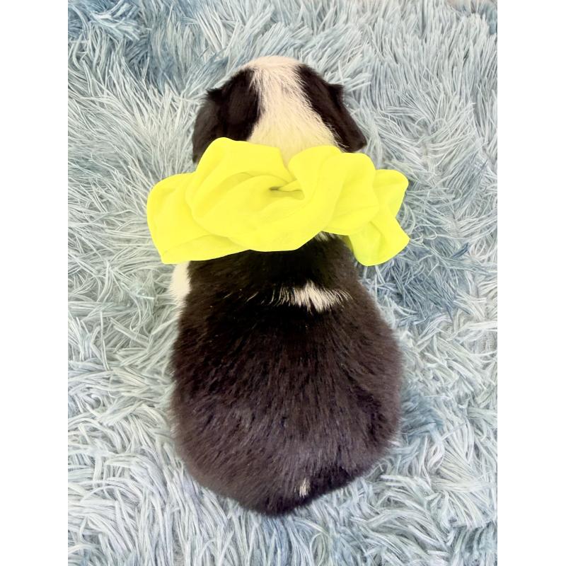 販売中の埼玉県のキャバリアキングチャールズスパニエル-443913の4枚目