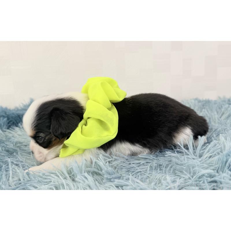 販売中の埼玉県のキャバリアキングチャールズスパニエル-443913の3枚目