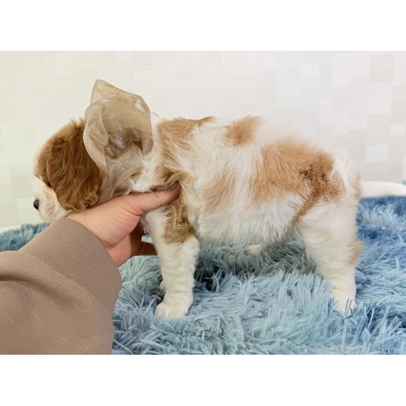 成約済の埼玉県のキャバリアキングチャールズスパニエル-437883の3枚目