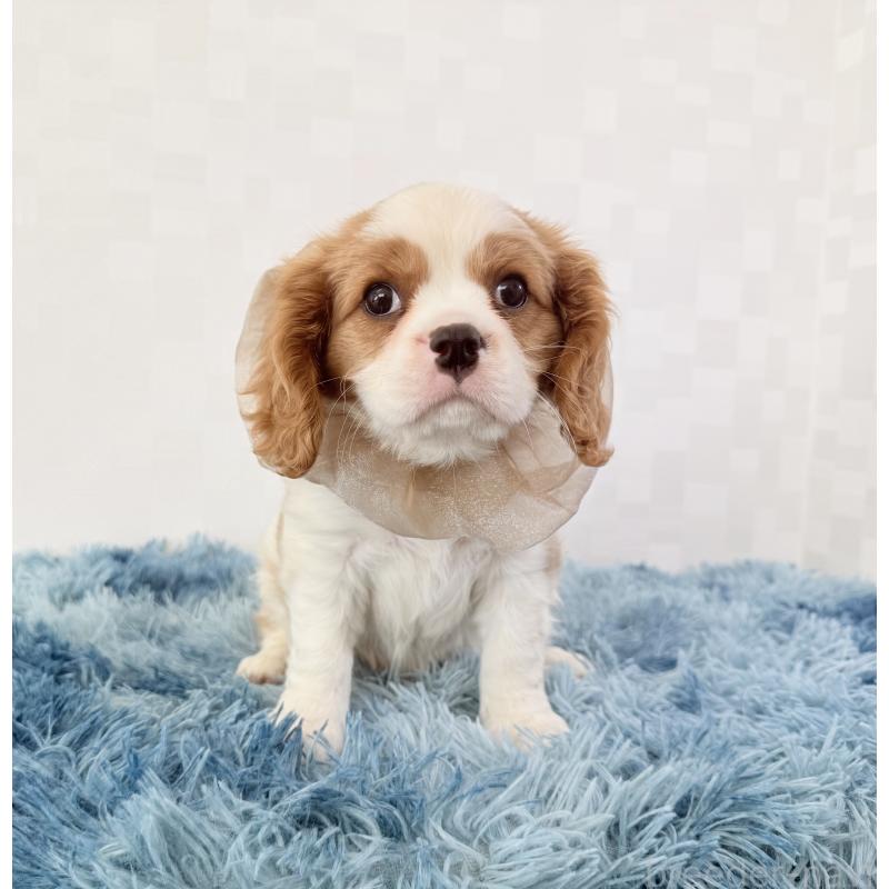 成約済の埼玉県のキャバリアキングチャールズスパニエル-437883の2枚目