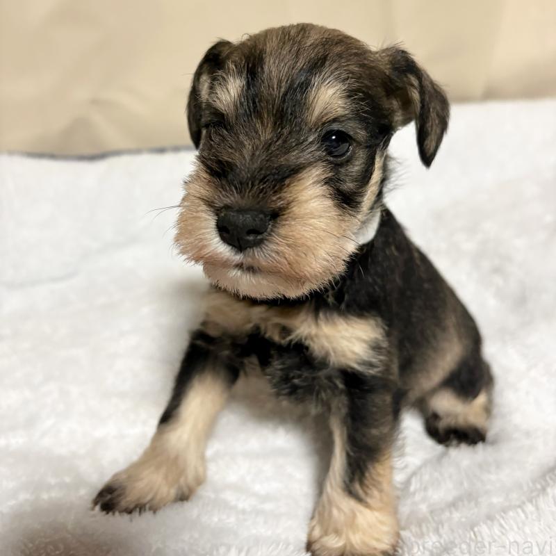 販売中の岡山県のミニチュアシュナウザー-443914