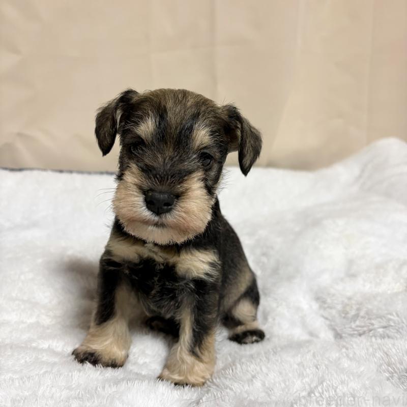 販売中の岡山県のミニチュアシュナウザー-443914の2枚目