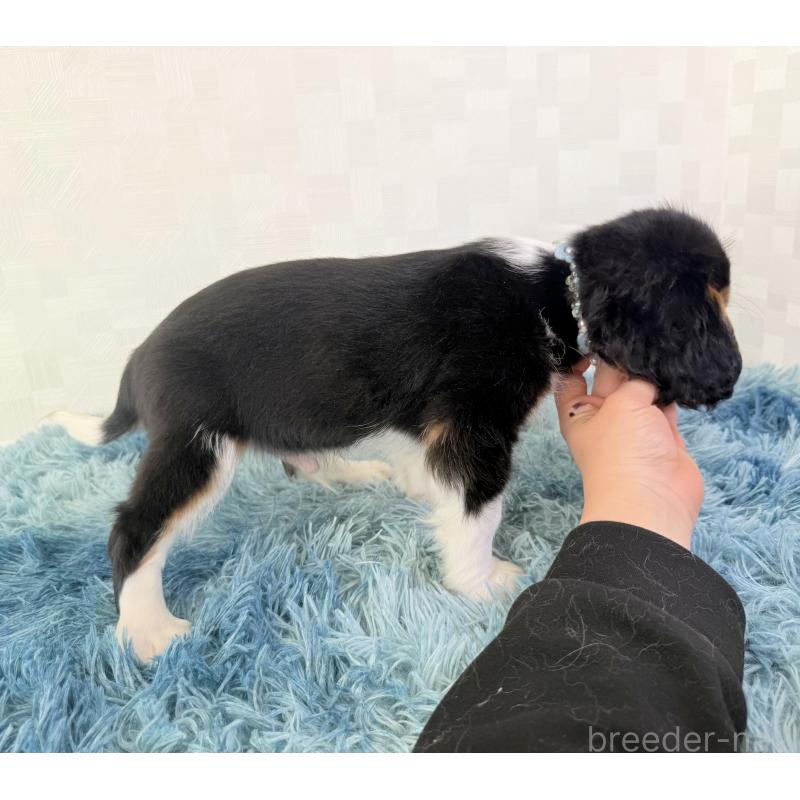 販売中の埼玉県のキャバリアキングチャールズスパニエル-435010の6枚目