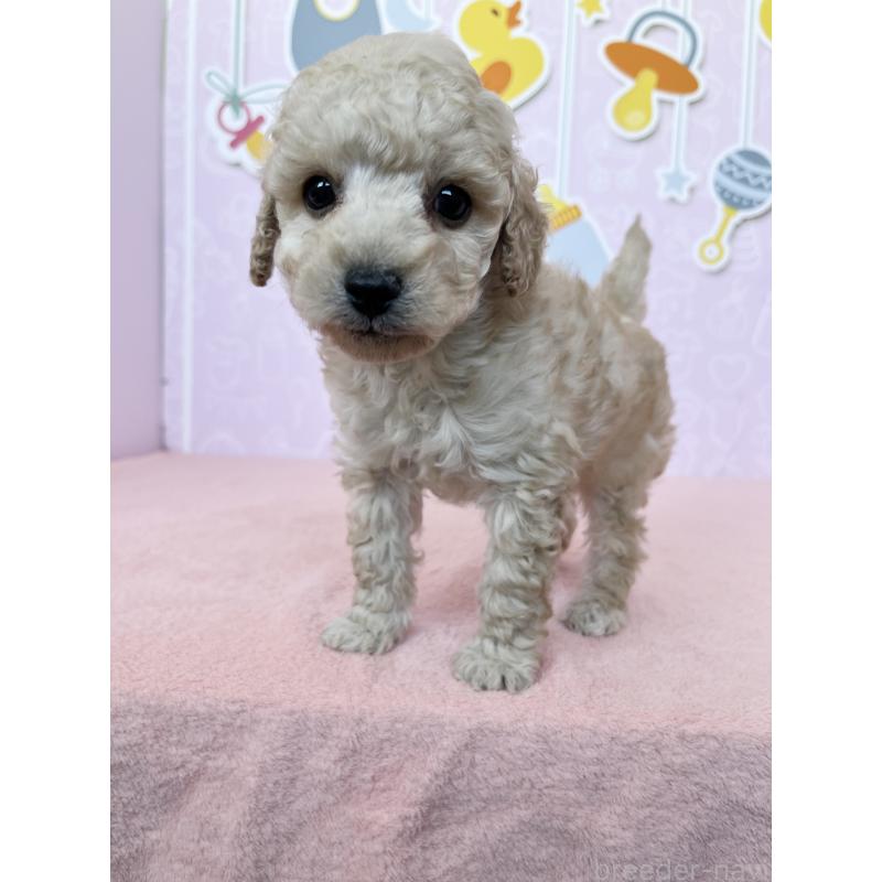 成約済の東京都のトイプードル-439745の5枚目