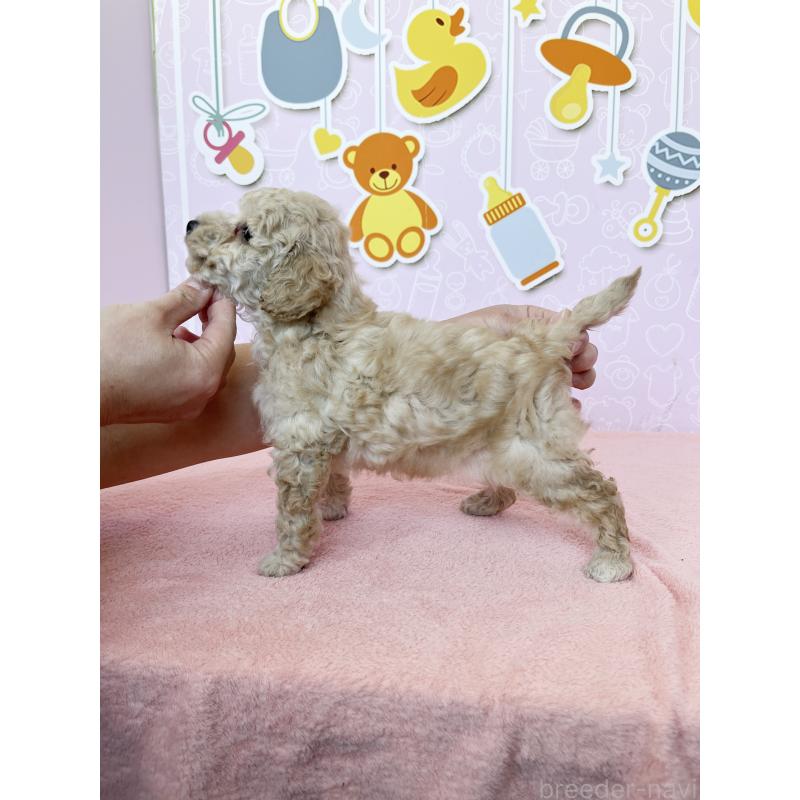 成約済の東京都のトイプードル-439745の3枚目