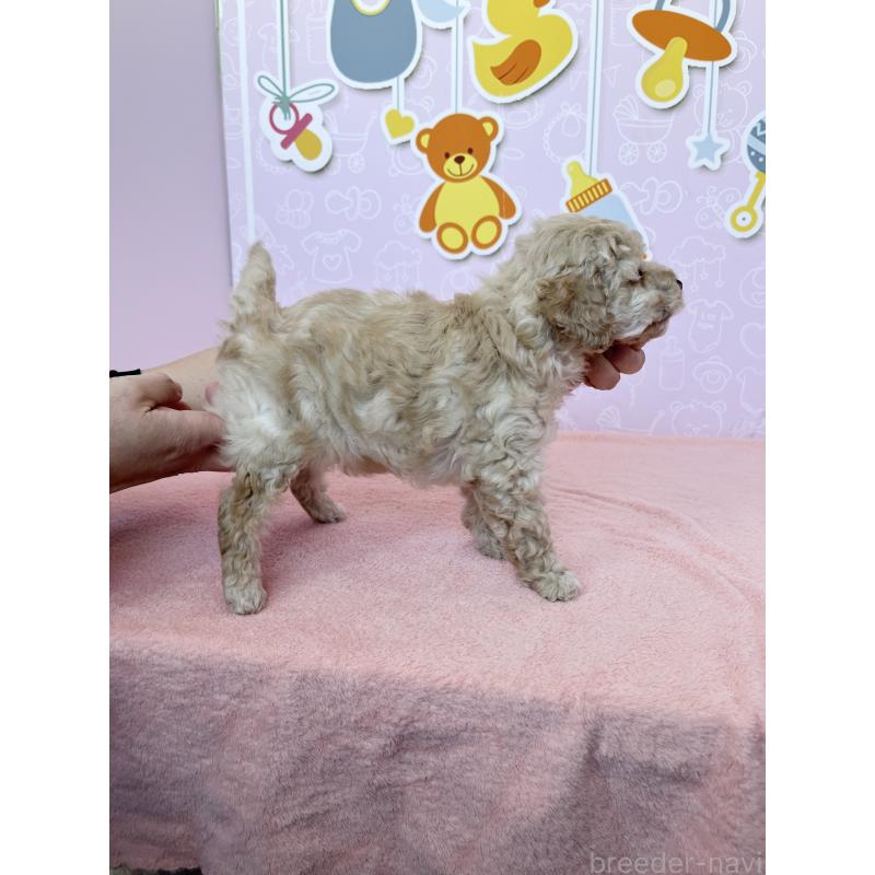 成約済の東京都のトイプードル-439745の2枚目