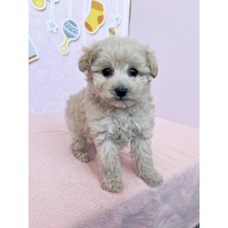 成約済の東京都のトイプードル-439746の5枚目