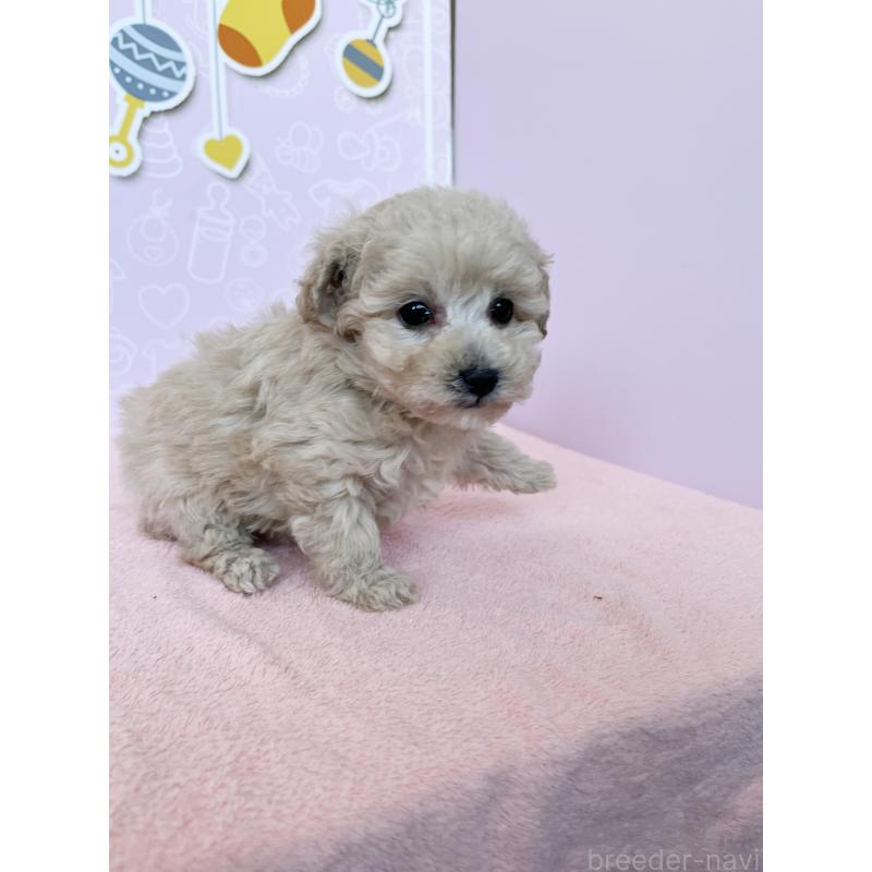 成約済の東京都のトイプードル-439746の4枚目