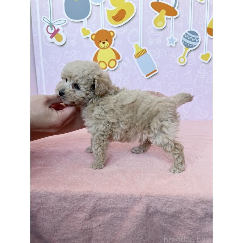 成約済の東京都のトイプードル-439746の3枚目