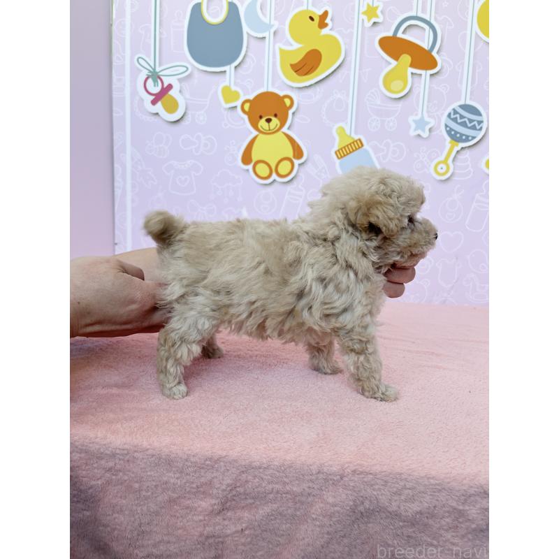 成約済の東京都のトイプードル-439746の2枚目