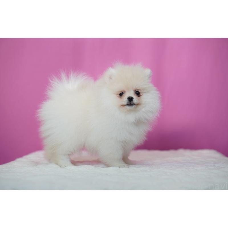 販売中の埼玉県のポメラニアン-443917の9枚目