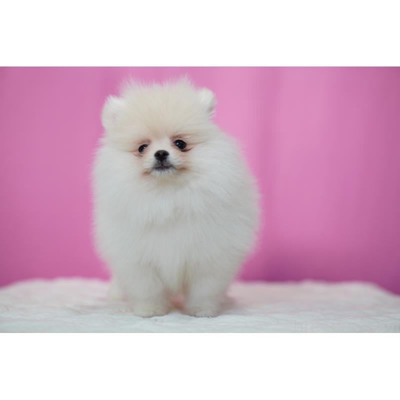 販売中の埼玉県のポメラニアン-443917の8枚目