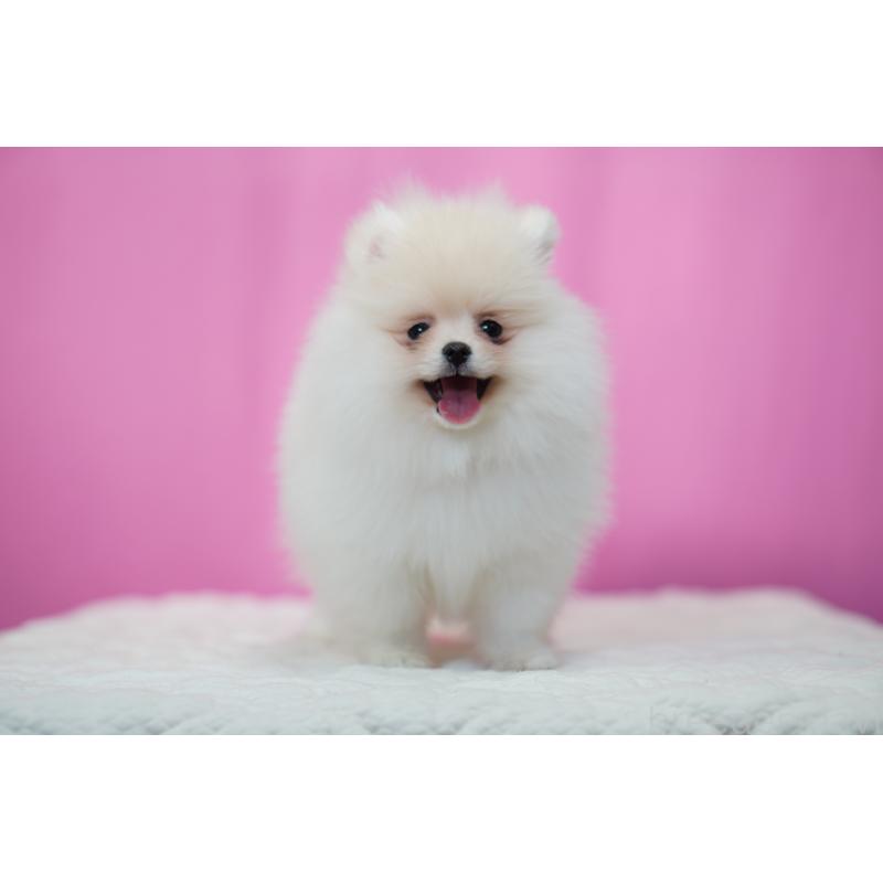 販売中の埼玉県のポメラニアン-443917の7枚目