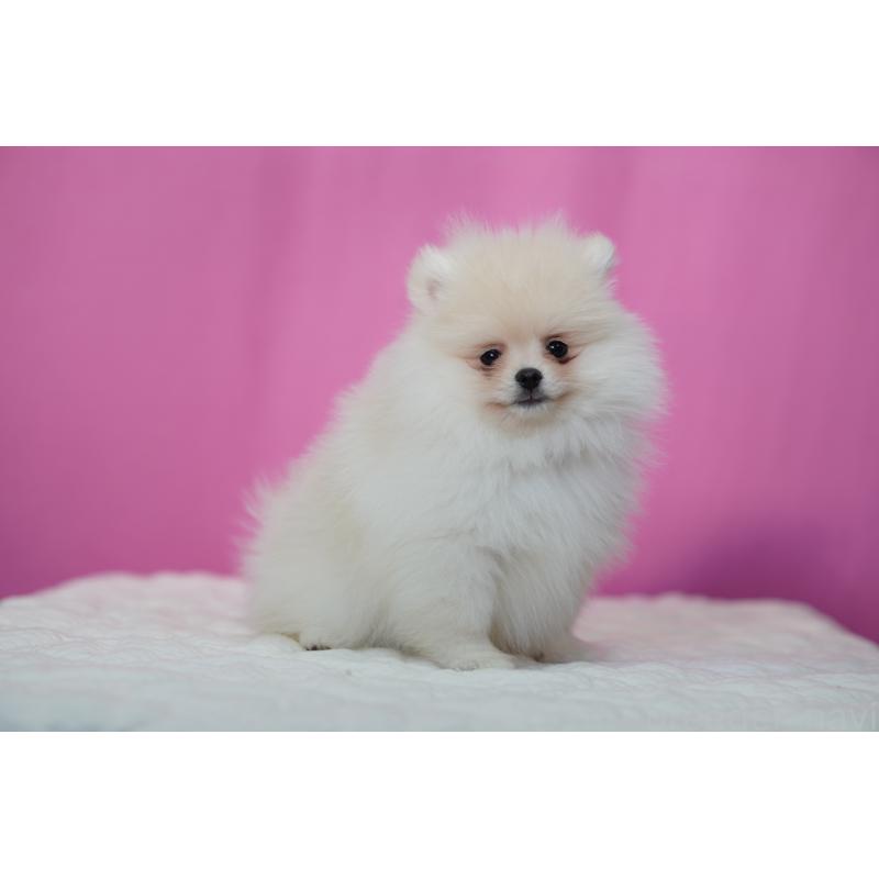 販売中の埼玉県のポメラニアン-443917の6枚目