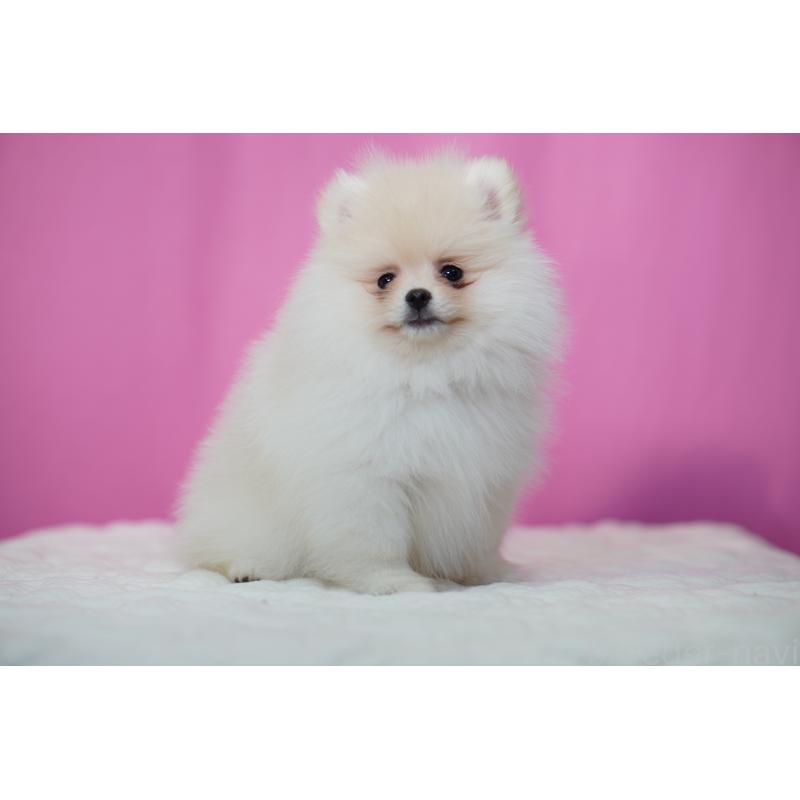 販売中の埼玉県のポメラニアン-443917の5枚目