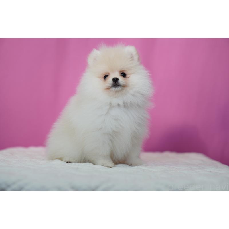 販売中の埼玉県のポメラニアン-443917の4枚目