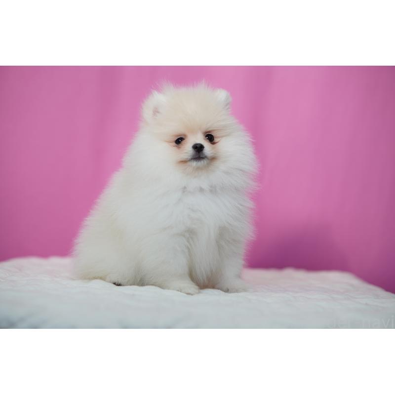 販売中の埼玉県のポメラニアン-443917の2枚目