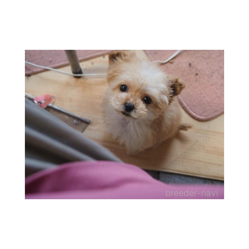 販売中の奈良県のトイプードル-443916