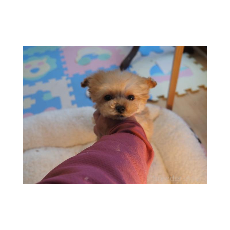 販売中の奈良県のトイプードル-443916の4枚目