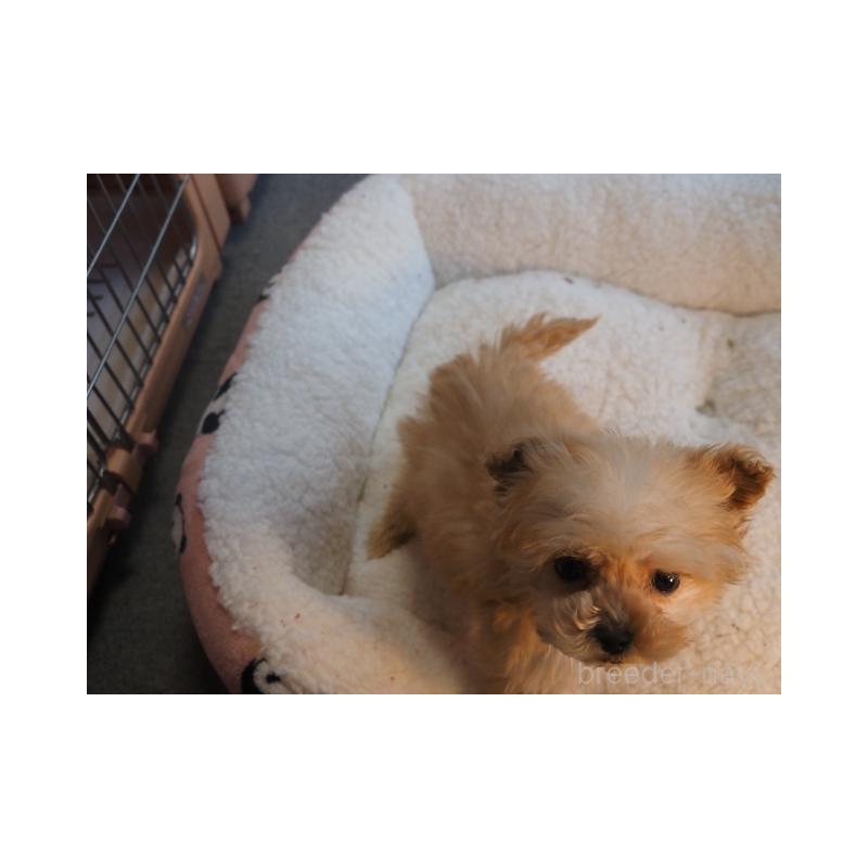 販売中の奈良県のトイプードル-443916の5枚目