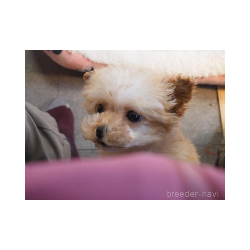 販売中の奈良県のトイプードル-443916の2枚目