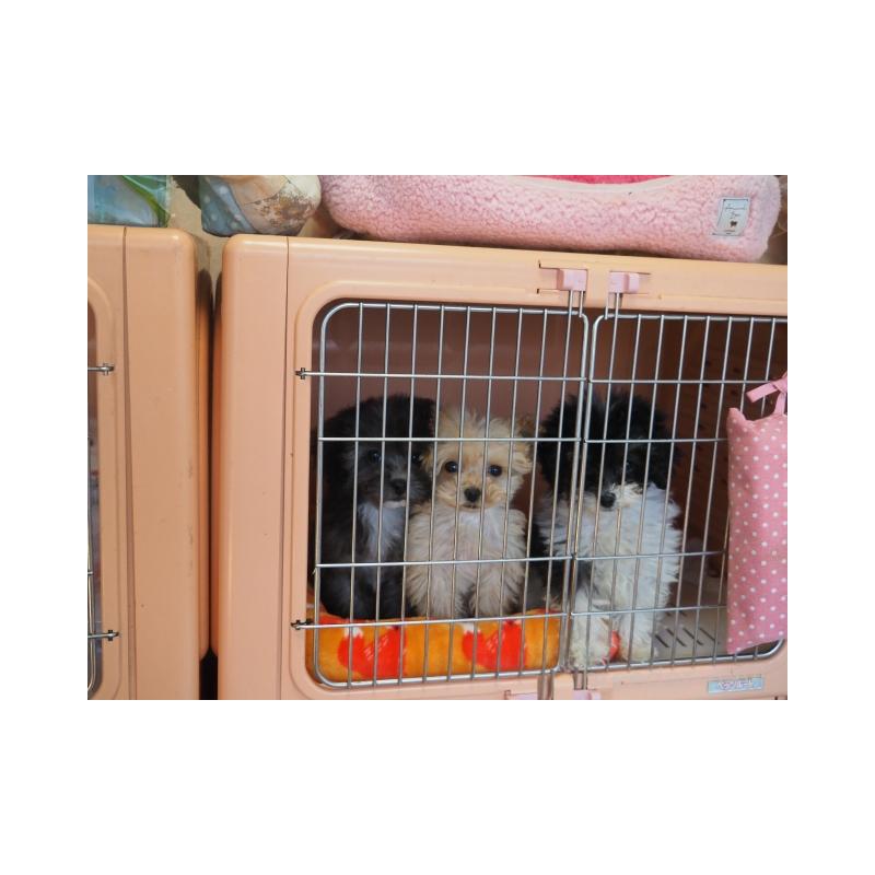 販売中の奈良県のトイプードル-443916の3枚目