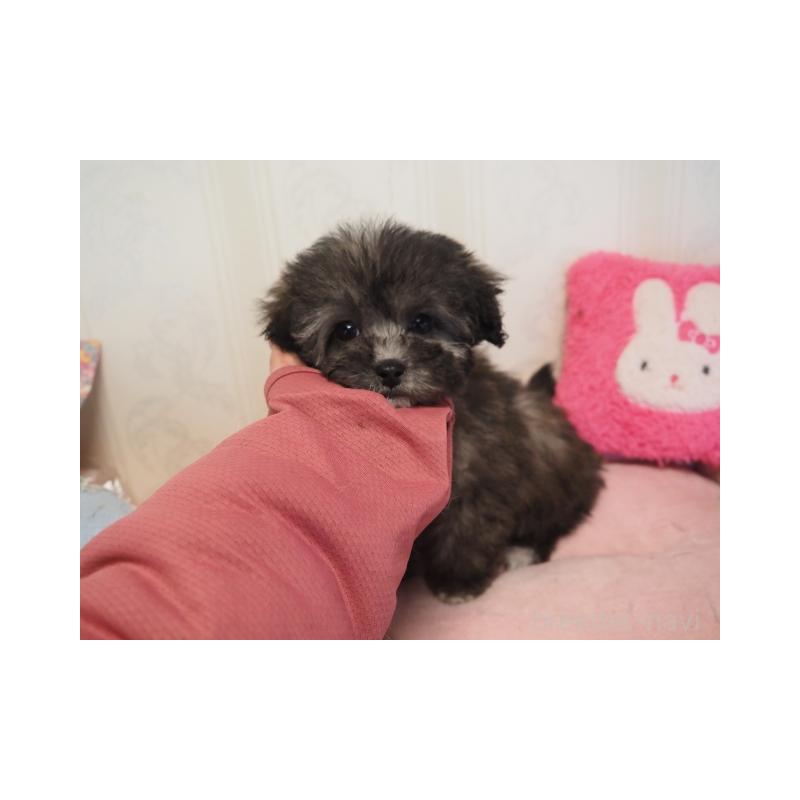 販売中の奈良県のトイプードル-443919の1枚目