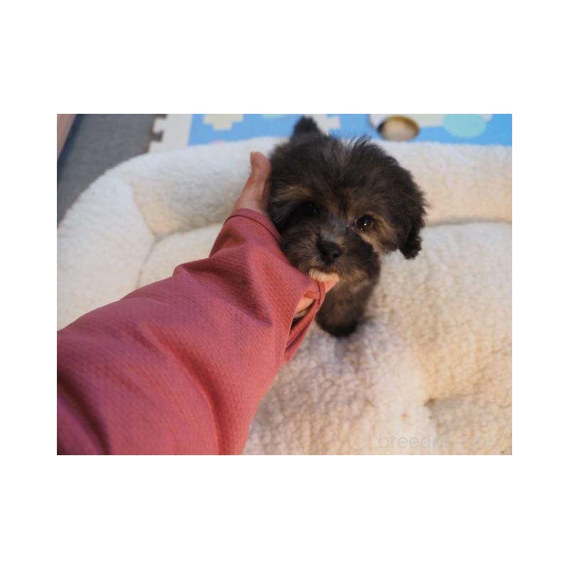 販売中の奈良県のトイプードル-443919の5枚目