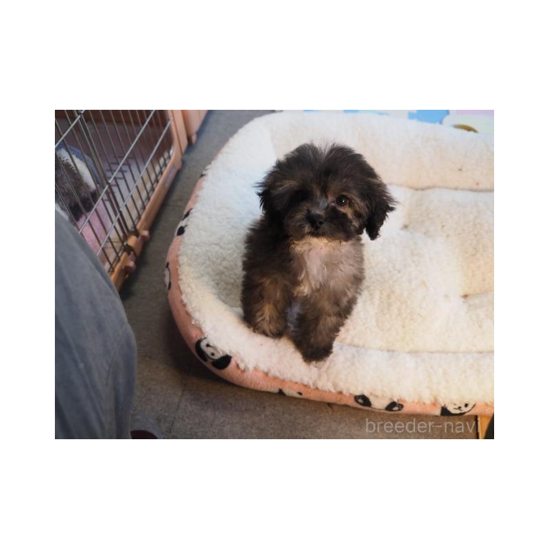 販売中の奈良県のトイプードル-443919の3枚目