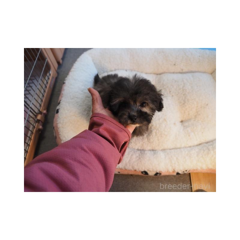 販売中の奈良県のトイプードル-443919の4枚目