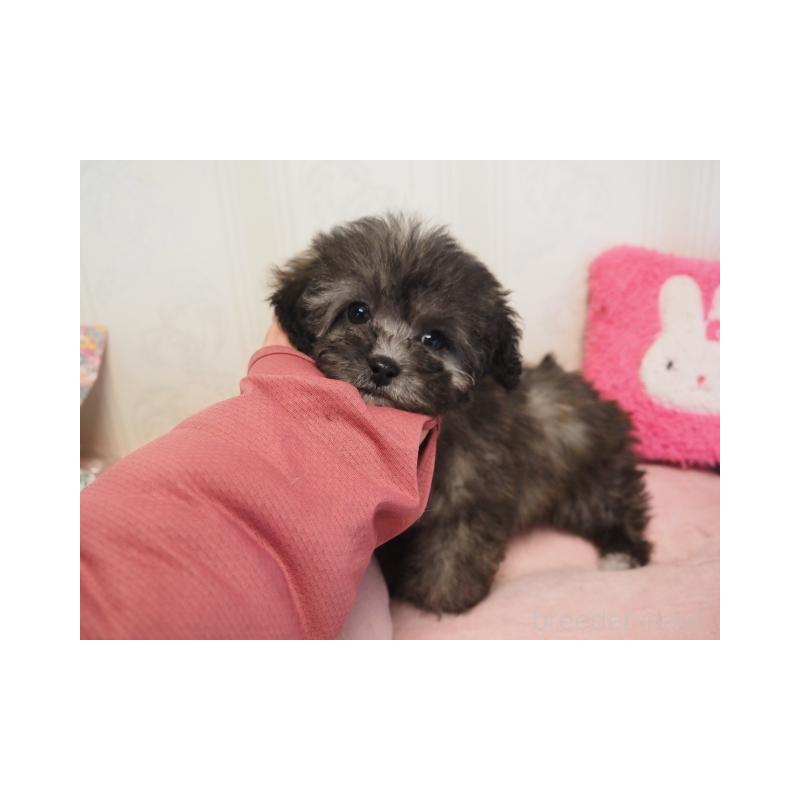 販売中の奈良県のトイプードル-443919の2枚目