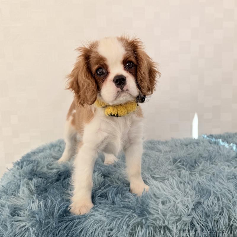 販売中の埼玉県のキャバリアキングチャールズスパニエル-434101の2枚目